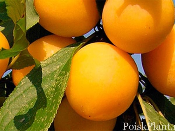 Слива обыкновенная Злато Скифов
