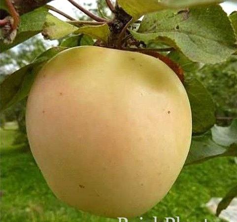 Яблоня домашняя Рижский голубок