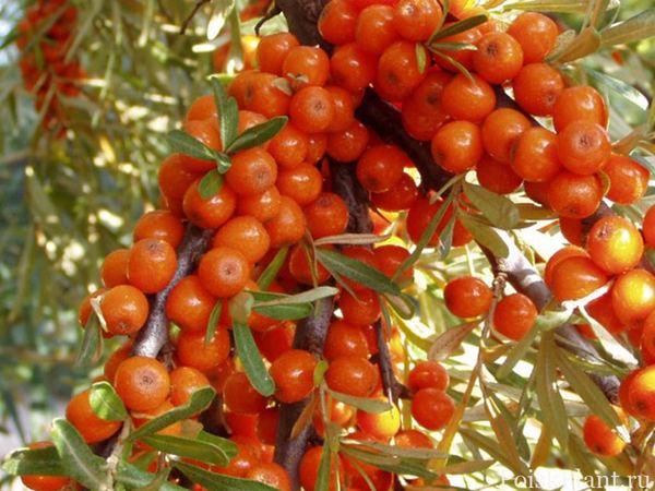 Облепиха крушиновидная Friesdorfer Orange