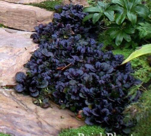 Живучка ползучая Black Scallop