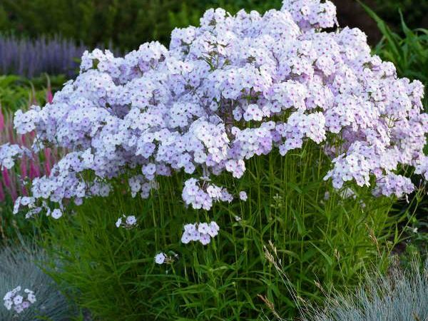 Флокс метельчатый Fashionably Lavandula Ice
