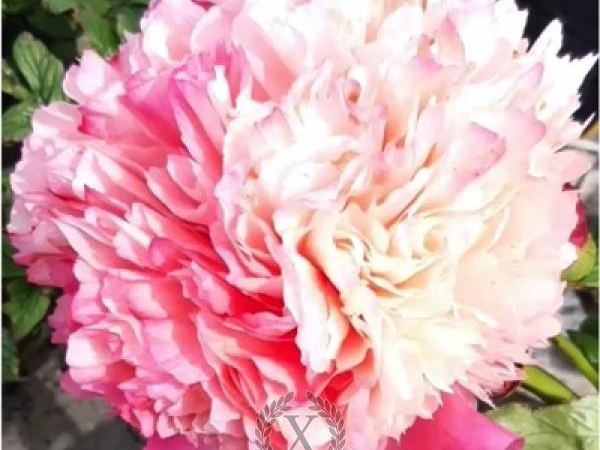 Пион травянистый Coral Pom Pom