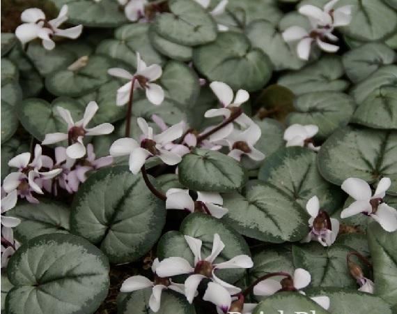Цикламен косский Silverleaf Album