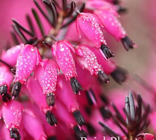 Эрика травянистая Myretoun Ruby