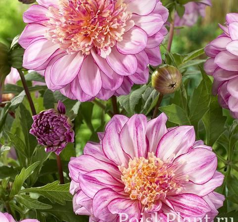 Георгина изменчивая Brindisii