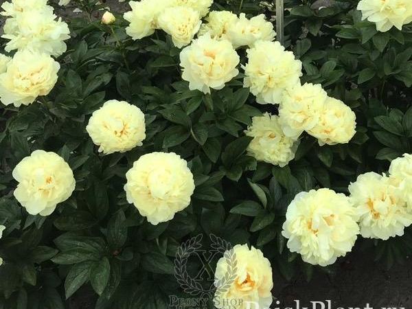 Пион травянистый Emperors Gold