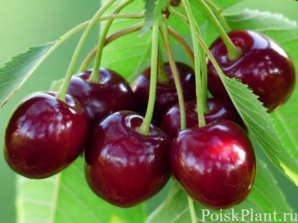 Слива птичья Krupnoplonaya