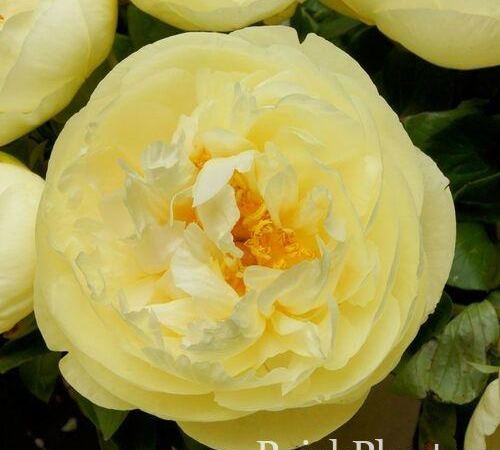 Пион травянистый Lemon Chiffon