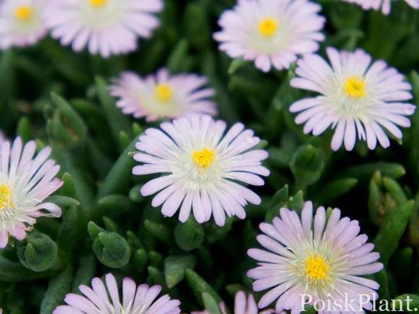 Делосперма Купера Jewel of Desert Rosequartz