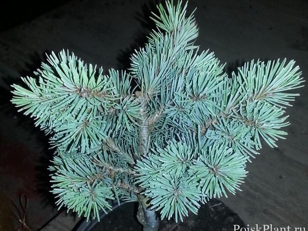 Псевдотсуга Мензиса Glauca Compacta