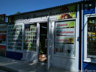 Виноград Ульяновска