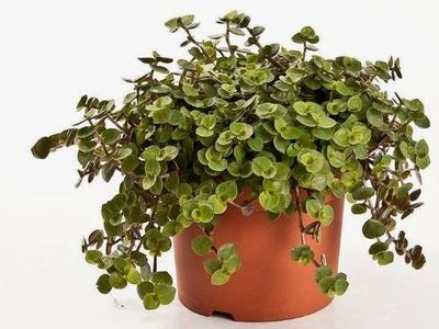 Каллизия ползучая