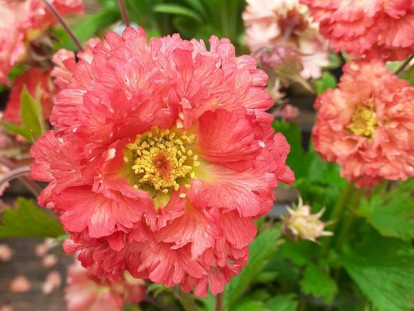 Гравилат гибридный Bohema Pink