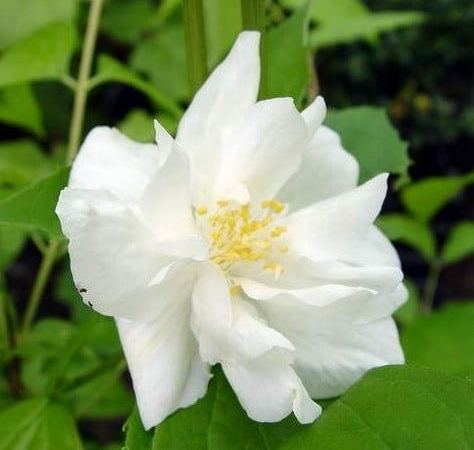 Чубушник виргинский Natchez