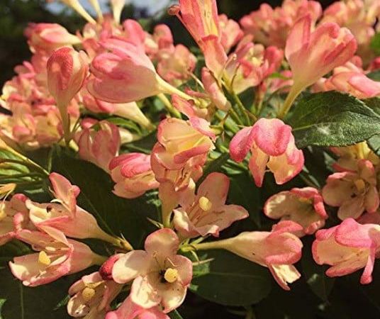 Вейгела цветущая All Summer Peach