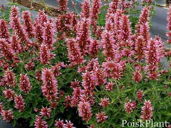 Лофант гибридный Poquito Lavandula