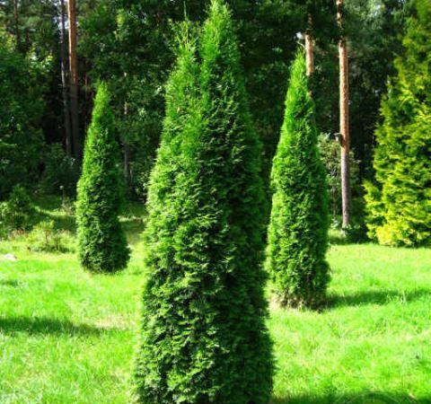 Туя западная Smaragd Variegata