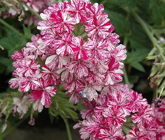 Вербена гибридная Tropical Breeze Red and White