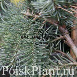 Ель обыкновенная Inversa Viridis Dablice