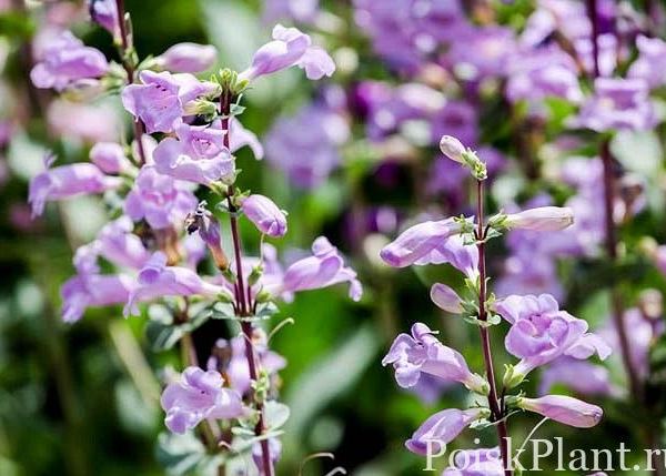 Пенстемон мексиканский Pike's Peak Purple