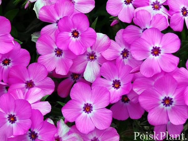 Флокс стелящийся Pink Profusion
