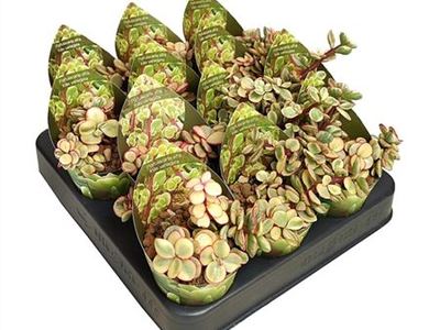 Портулакария африканская Фоллис Вариегата
