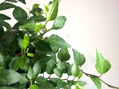 Плющ обыкновенный Анна