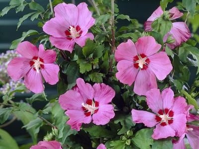 Гибискус сирийский Вудбридге