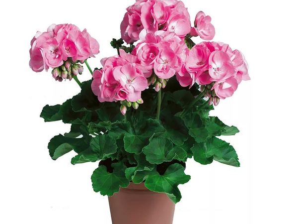 Пеларгония зональная Candy Pink