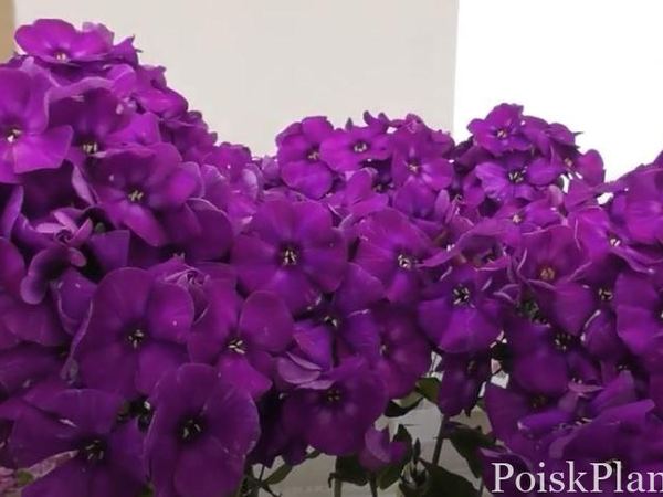 Флокс метельчатый Сталкер
