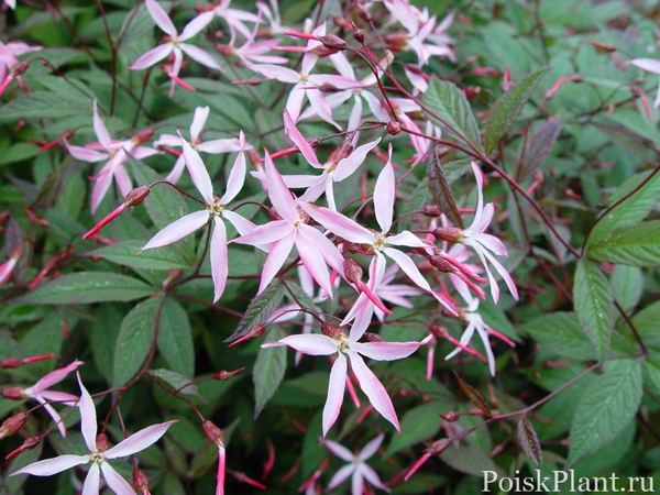 Гилления трехлистная Pink Profusion