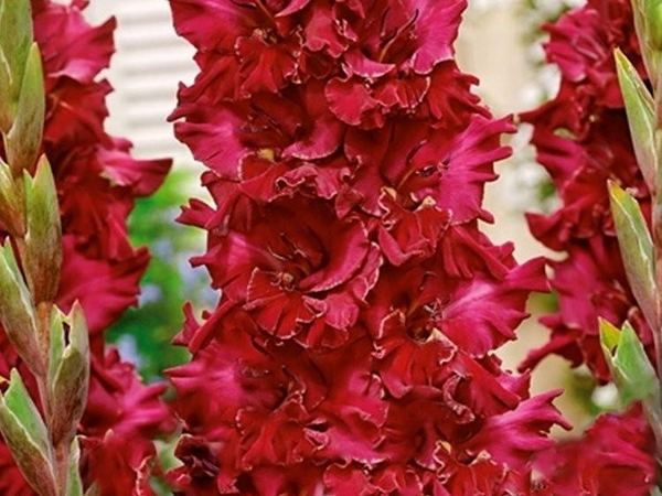 Гладиолус гибридный Burgundy Ruffled