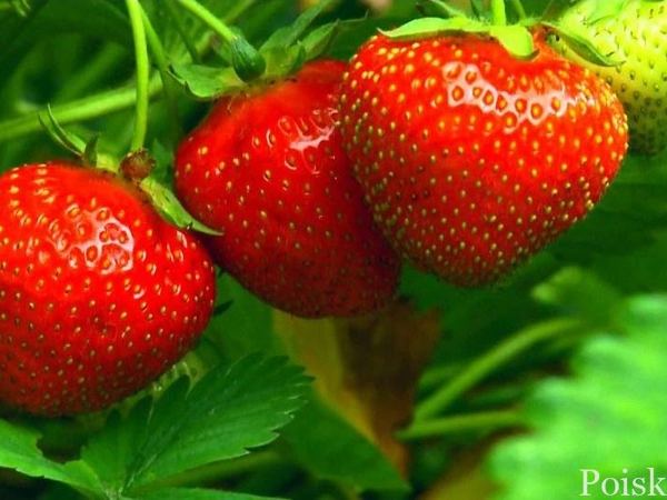 Клубника садовая Дочь Берегини