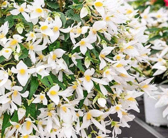 Бегония клубневая Bertini Worthiana White