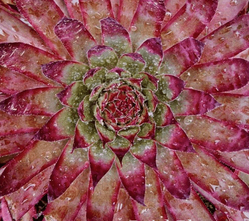 Молодило гибридное BigSam Country Red