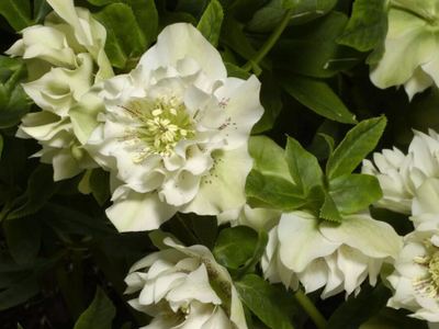 Морозник восточный Дабл Эллен Вайт