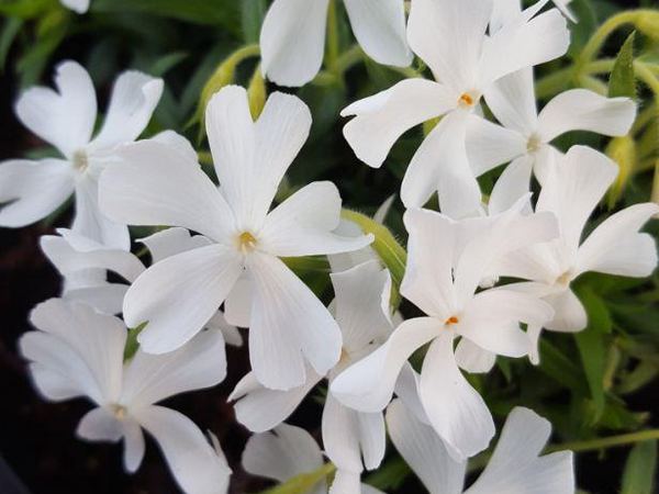 Флокс шиловидный Calvides White
