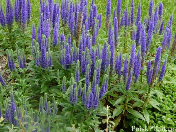 Вероника колосистая Darwin's Blue