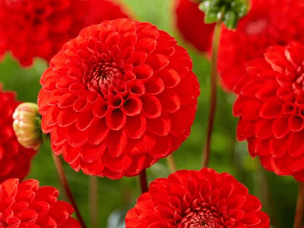 Георгина изменчивая Red
