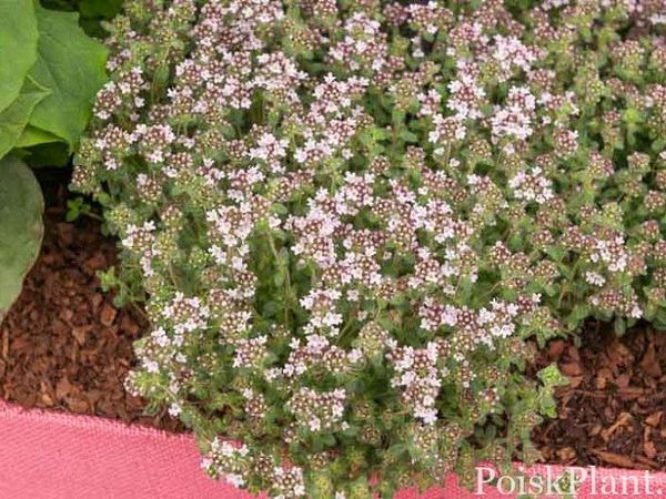 Тимьян ползучий Pink Chintz