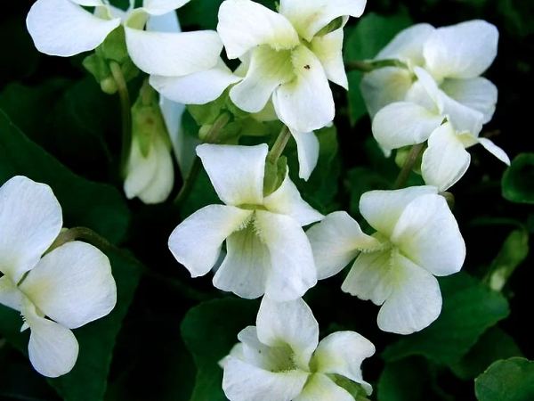 Виола сестринская Albiflora