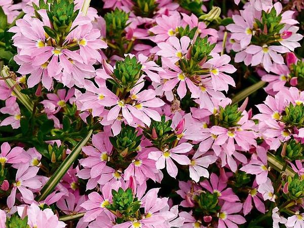 Сцевола таккада Pink blessing