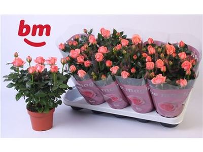Роза гибридная Канди Беау Монде