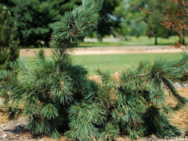 Сосна гибкая Pendula