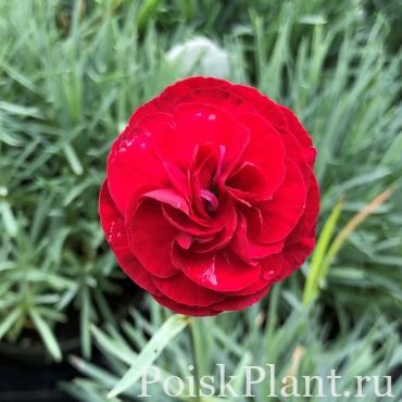 Гвоздика альвуди Pinks Passion