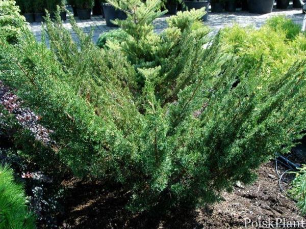 Можжевельник китайский Plumosa