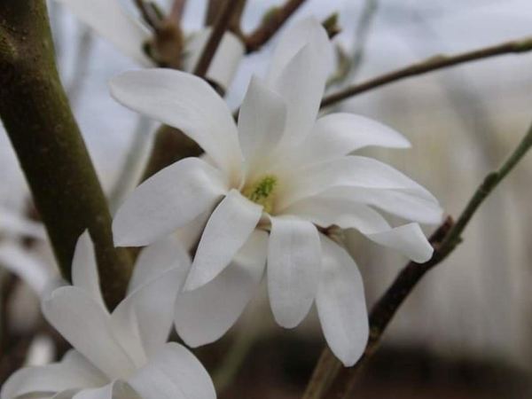 Магнолия звездчатая Chrysanthemumiflora