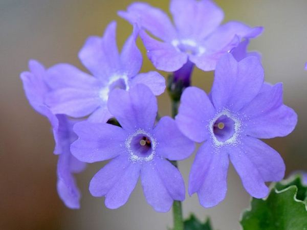 Примула окаймленная