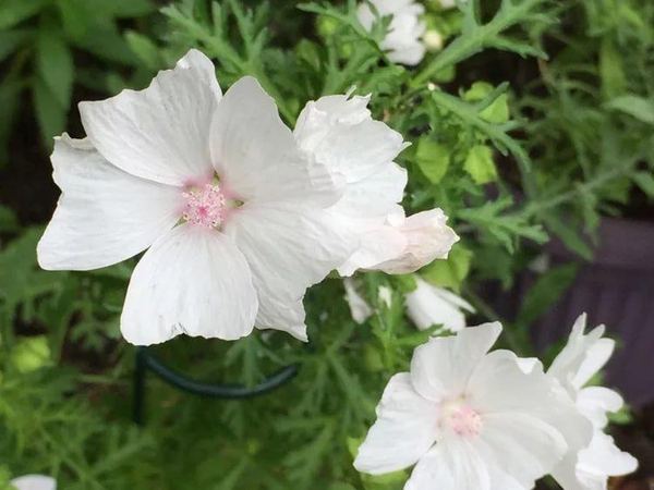 Мальва мускусная Rosea