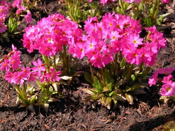Примула розовая Grandiflora